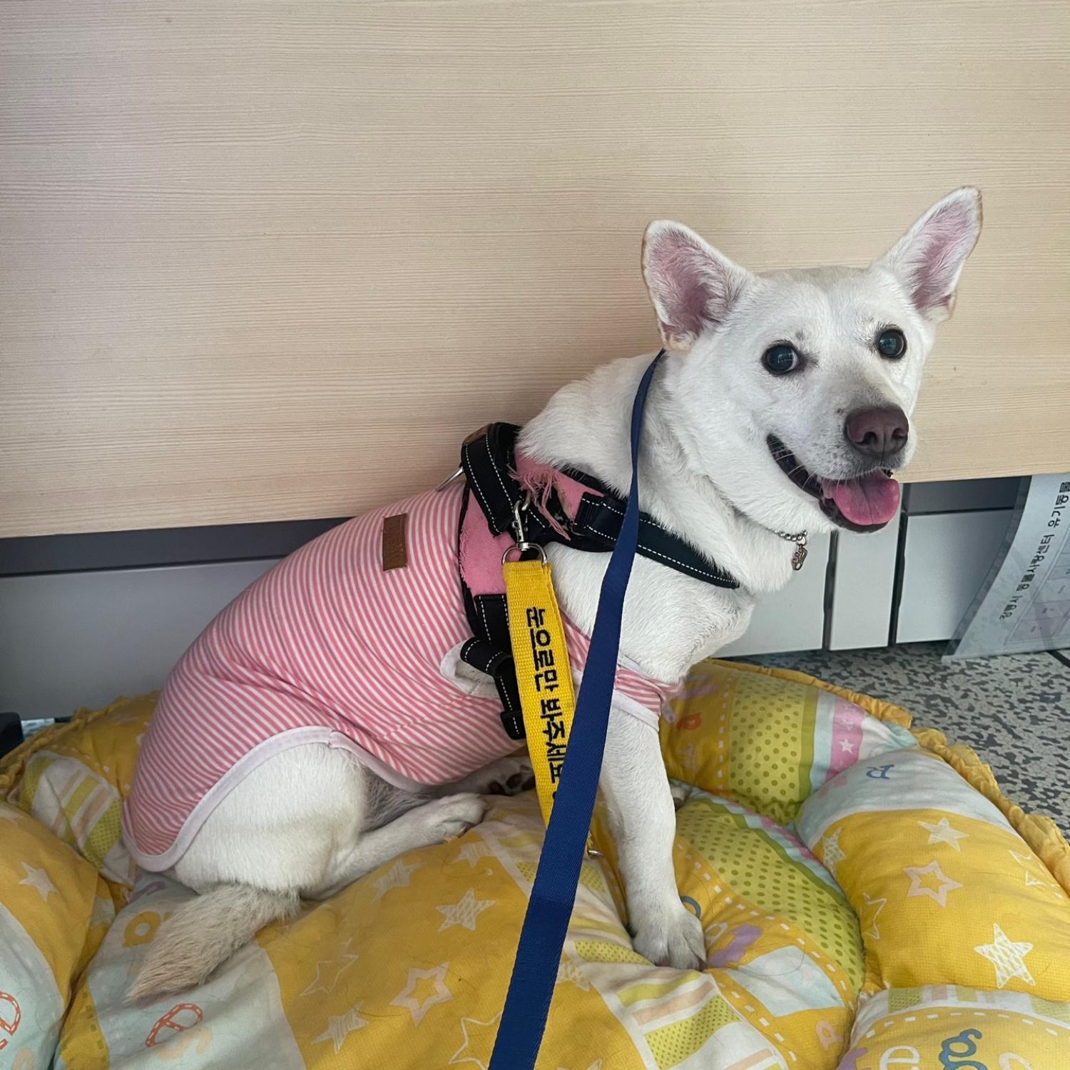 믹스견 이미지 파일 입니다.